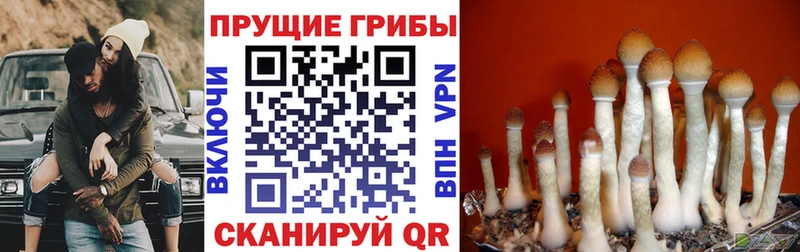 OMG зеркало  сколько стоит  Приволжск  Псилоцибиновые грибы Cubensis 